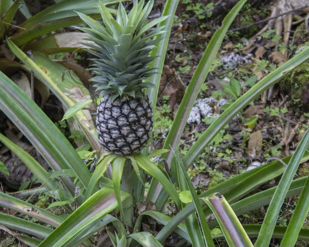 O abacaxi é considerado o símbolo da hospitalidade. Para os povos antigos, colocá-lo do lado de fora das casas é sinal de que visitantes são bem vindos.