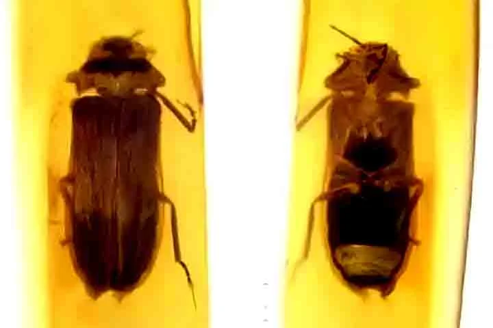 Eles, portanto, acreditam que os vaga-lumes tenham evoluído sua bioluminescência aérea. Ou seja, a habilidade de brilhar enquanto voam, há pelo menos 100 milhões de anos.