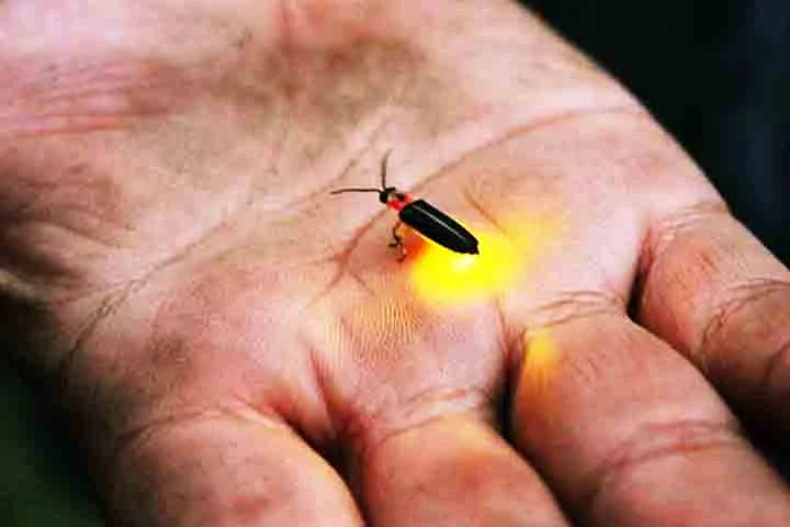 “O fóssil ajuda a preencher lacunas na compreensão da história evolutiva dos besouros lampyroides [família de besouros à qual pertencem os vaga-lumes] e mostra que características importantes, como órgãos abdominais leves, permaneceram consistentes desde meados do Cretáceo”, disse Chenyang Cai, principal autor do estudo.