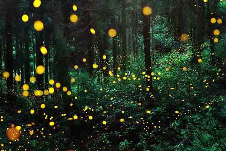 A diferença é que nenhuma das espécies vivas possui antenas serradas, ao contrário da extinta. Acredita-se que a característica variava de acordo com o sexo do inseto, sendo que o exemplo encontrado era de uma fêmea.