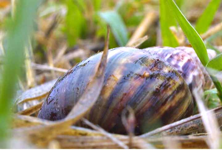 Na África, o habitat de origem do caramujo gigante, existem patógenos como bactérias, fungos e parasitas que naturalmente controlam essa população.