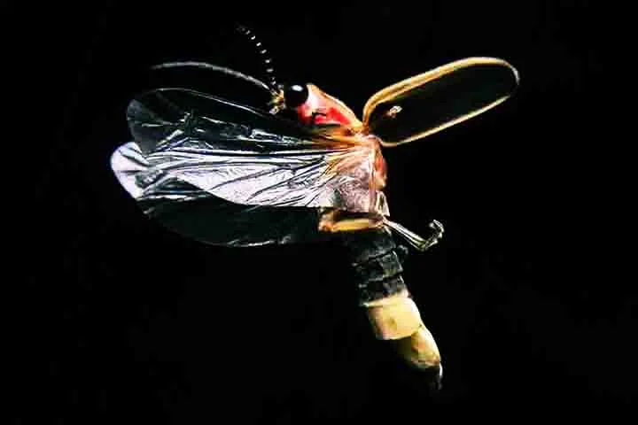 As fêmeas produzem a luz para atrair parceiros, mas tem uma desvantagem. A sua própria luminosidade pode também atrair predadores, como a lagartixa.