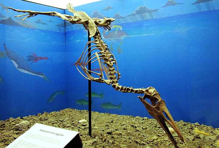 Hesperornis é um gênero de ave semelhante ao corvo-marinho, que viveu durante a primeira metade da idade do Campaniano, do período Cretáceo Superior.