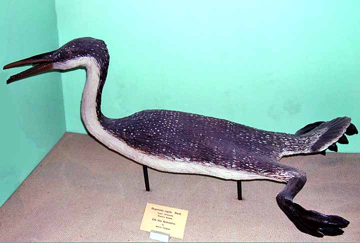 Hesperornis era um ave grande, atingindo até 1,8 metros de comprimento. Ela praticamente não tinha asas e nadava com suas poderosas patas traseiras.