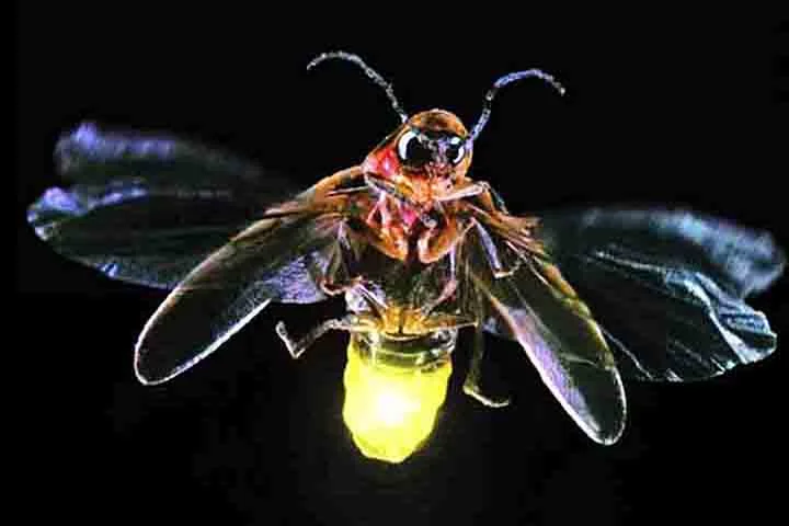 Os vaga-lumes adultos medem entre cinco e vinte e cinco milímetros de comprimento, tendo o corpo achatado. A coloração varia entre o marrom-escuro, preto, alaranjado e amarelo.