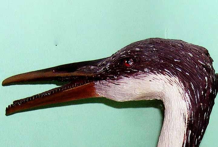 Estudos sobre os pés, inicialmente, indicaram que Hesperornis e parentes tinham dedos lobados semelhantes aos mergulhões modernos. Isso em oposição aos dedos palmados como visto na maioria das aves aquáticas, como os mergulhões.
