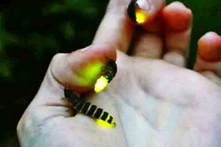 Esses insetos se reproduzem por meio da deposição dos ovos, feita pelas fêmeas. Quando eles eclodem, pequenas larvas achatadas surgem e também produzem bioluminescência.