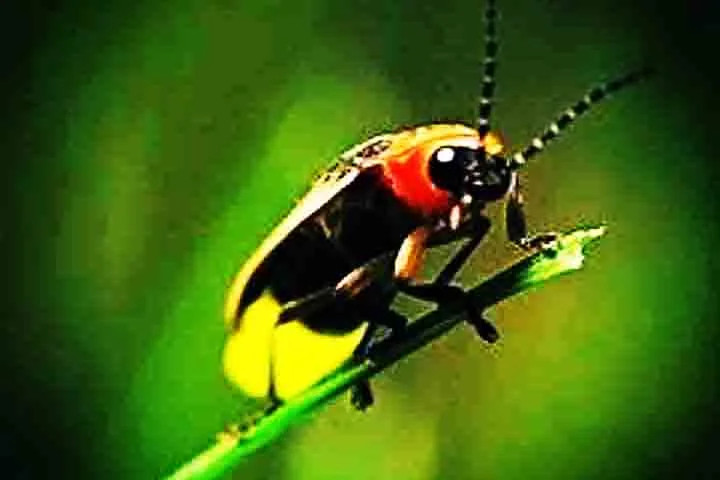 No primeiro momento da vida, elas vivem no chão e se alimentam de caracóis e lesmas, injetando um fluido dentro do corpo da presa para fazer a pré-digestão antes do consumo.