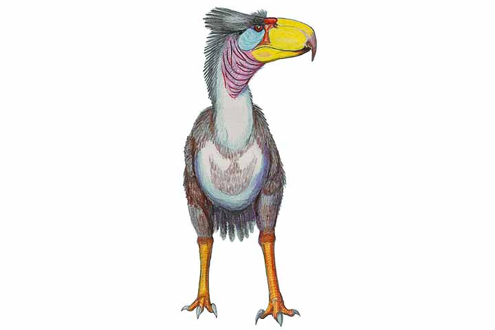 Ela era uma ave predadora, não voadora, que se pensa ter vivido em um período entre 5 a 1.8 milhões de anos atrás, na América do Norte e do sul. É o único membro do gênero e deve o seu nome ao colecionador de holótipos Benjamin Waller.