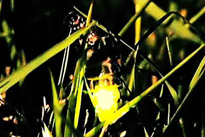 Por fim, os lampirídeos (Lampyridae) têm um ciclo biológico longo. Variam de cor, do castanho-claro ou escuro ao castanho-amarelado ou avermelhado. As lanternas ficam no ventre e variam de tamanho e disposição, assim como habitam matas, campos e cerrados, preferindo os lugares úmidos e alagadiços, como os brejeiros.