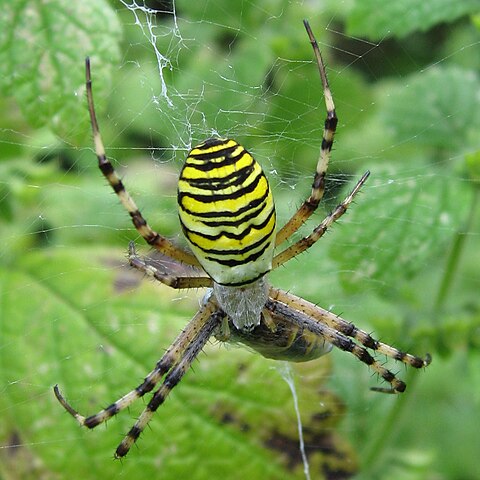 Essa aranha é comum na América do Norte e América do Sul. Vive em jardins e campos, construindo teias elaboradas. Sua expectativa de vida é de cerca de um ano.
