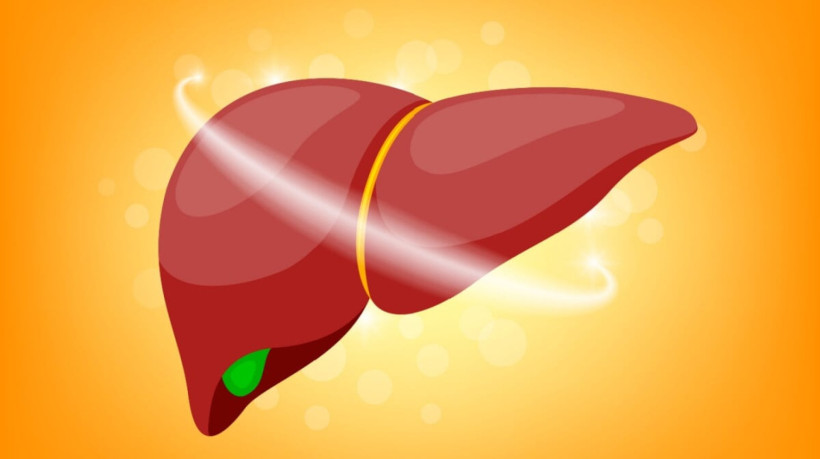 A gordura no fígado é uma condição delicada, mas reversível (Imagem: wowowG | Shutterstock)