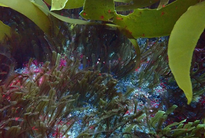 Elas pertencem principalmente aos grupos das algas verdes (Chlorophyta), algas vermelhas (Rhodophyta) e algas pardas (Phaeophyceae), embora existam outros grupos menos conhecidos.