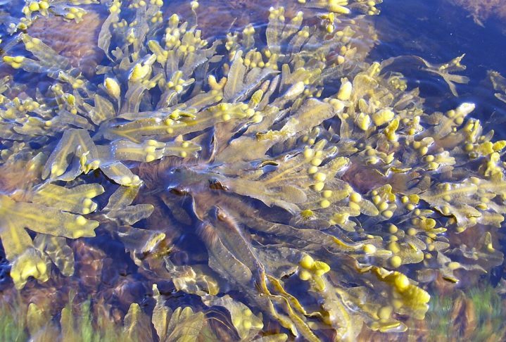Normalmente, essa espécie se reproduz sexualmente, com a participação de plantas macho, o que favorece a diversidade genética.