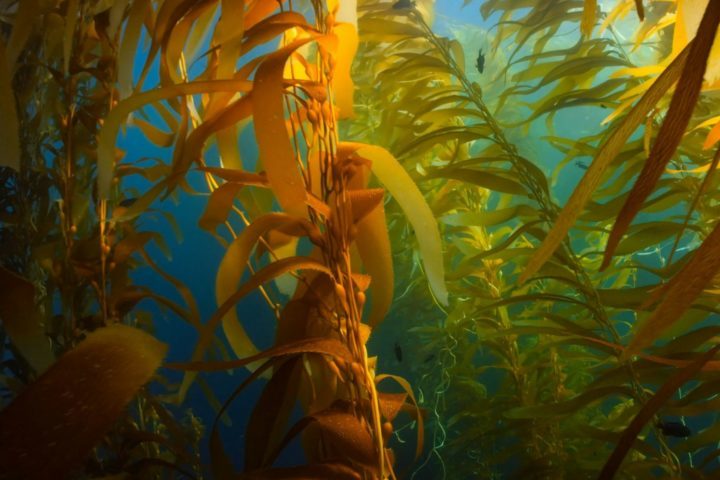 Essas florestas são ecossistemas importantes, mas a falta de diversidade genética nos clones preocupa os cientistas.