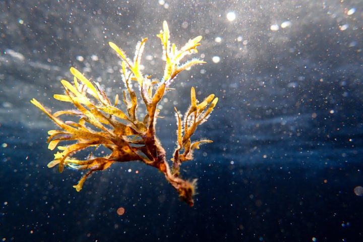 Na indústria, as algas marinhas são empregadas como espessantes, estabilizantes e gelificantes em alimentos, cosméticos e produtos farmacêuticos