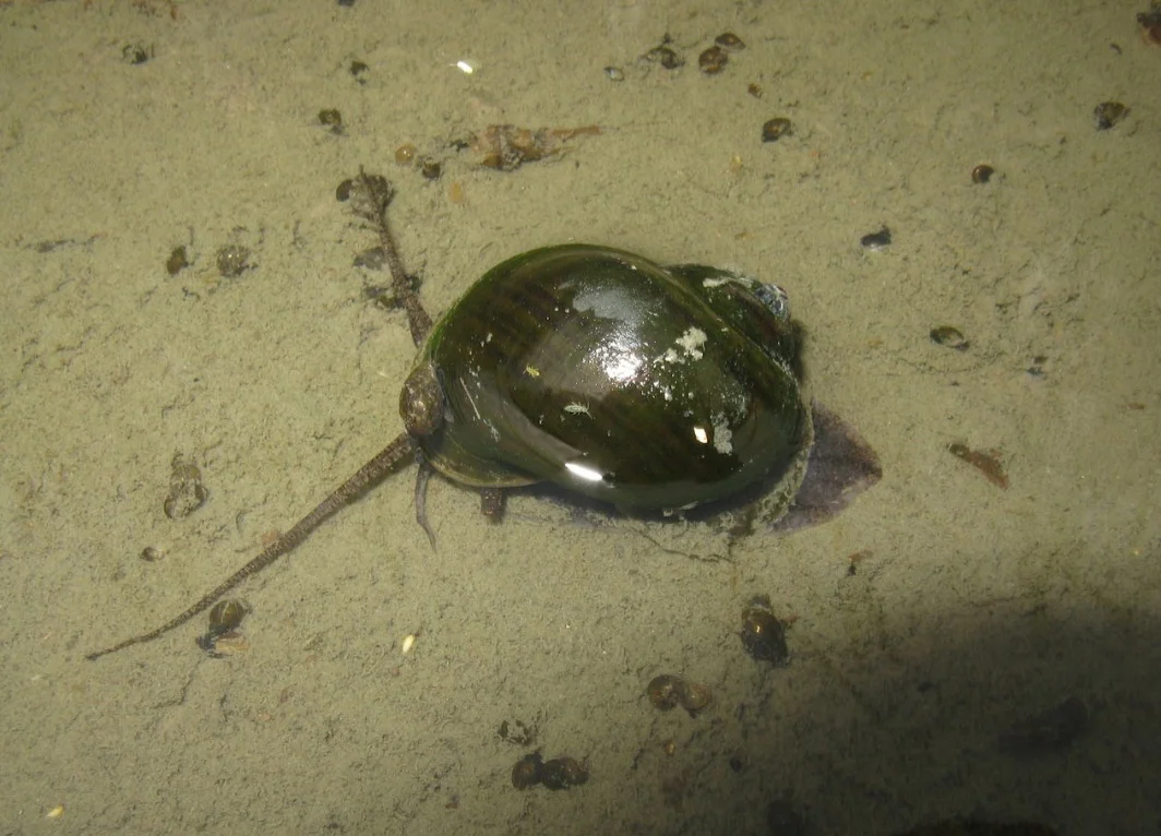 O caramujo com o verme é do tipo chamado aruá. Esta espécie está na posição 74 na lista das 100 das espécies exóticas invasoras que mais causam danos no mundo.