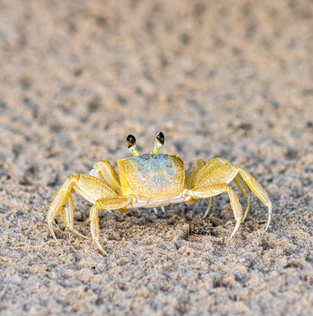 O siri tem características adaptadas para viver exclusivamente no mar, enquanto os caranguejos são mais versáteis em termos de habitat, podendo ser encontrados em água doce e na terra.
