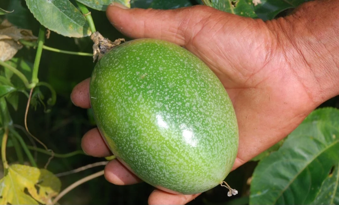 O maracujá é cultivado em diversas regiões tropicais e subtropicais do mundo, incluindo o Brasil, que é um dos maiores produtores. 
