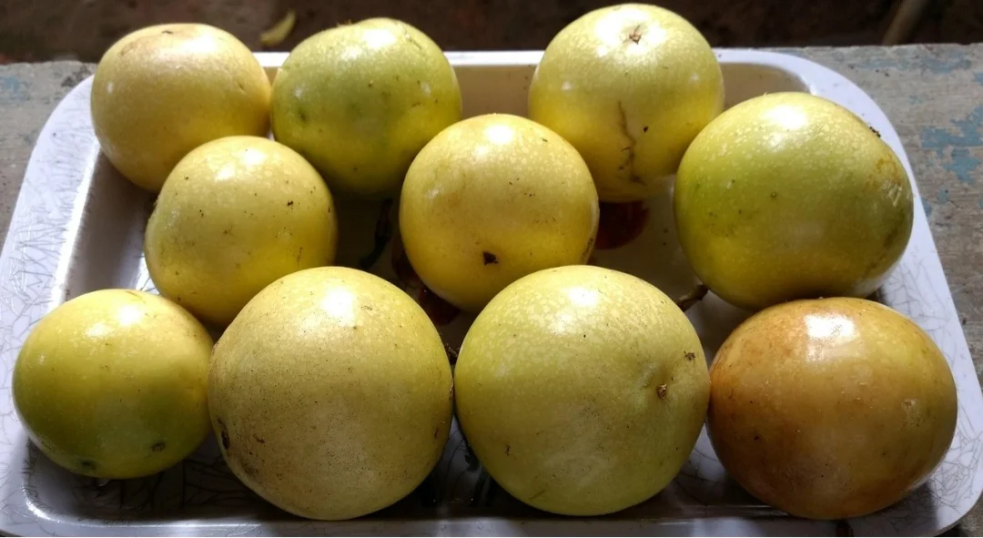 O nome do fruto vem do tupi-guarani e significa alimento em forma de cuia. A planta do maracujazeiro, do gênero Passiflora, possui diversas espécies, incluindo o maracujá-amarelo, maracujá-roxo e maracujá-doce