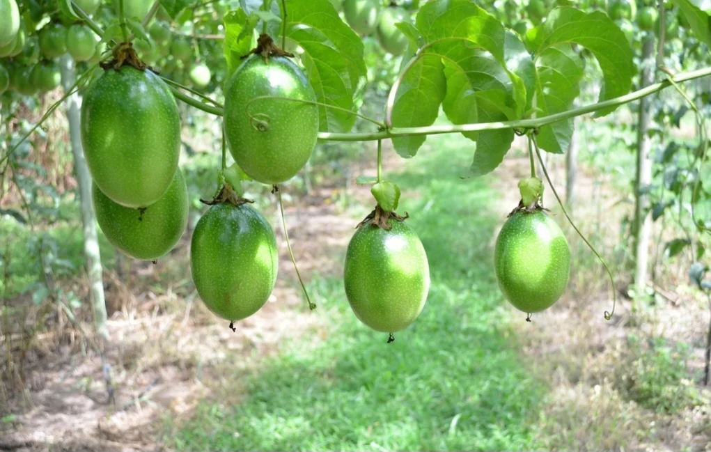 No século XVI, exploradores portugueses e espanhóis levaram sementes de maracujá para seus países. A partir disso, a fruta se espalhou por diversas regiões do mundo, incluindo a Ásia, África e Oceania. 
