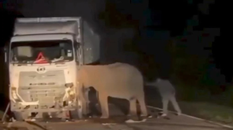 Mãe elefante próximo a filho acidentado