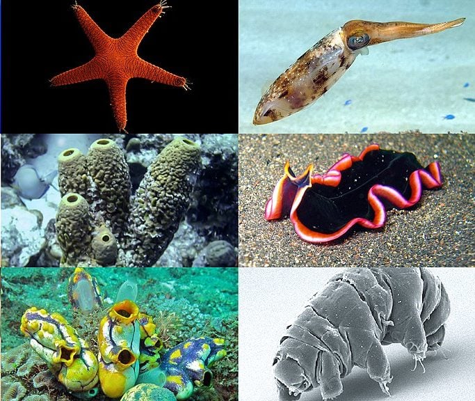 Animais invertebrados são aqueles que não possuem uma coluna vertebral ou espinha dorsal.