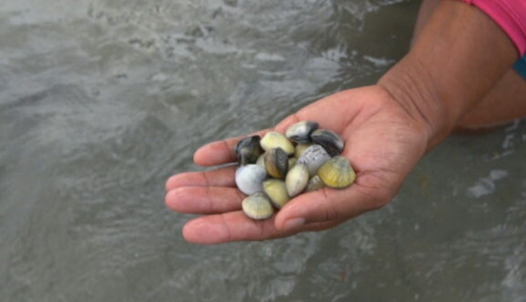 Por isso, pesquisadoras da Universidade Federal de Pernambuco e empreendedoras viram nessa atividade uma chance de produzir algo ambientalmente sustentável.