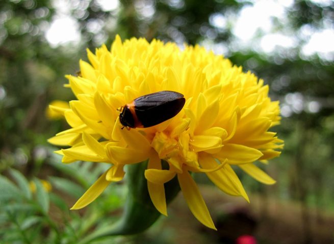 Essas cigarras são importantes insetos polinizadores, pois ajudam a transportar o pólen de uma flor para outra. Elas também servem de alimento importante para aves, lagartos e outros animais.