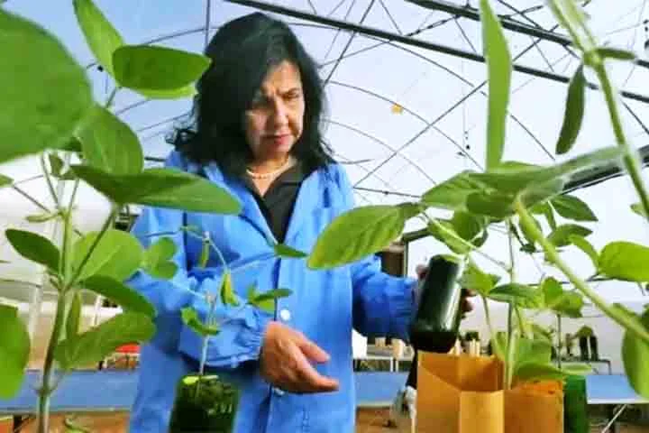 A brasileira é uma das pioneiras na proposta de fixação biológica (por bactérias) de nitrogênio como alternativa aos fertilizantes químicos, contribuindo para um processo agrícola sustentável. 
