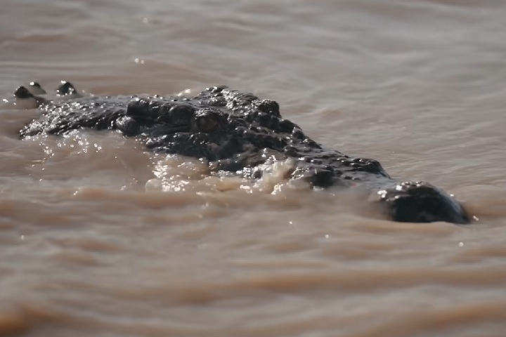 Os crocodilos de água salgada também se tornaram um atrativo econômico no Território do Norte da Austrália.