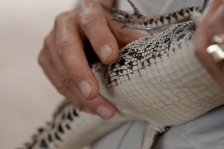 Essas empresas compram peles de crocodilos criados em cativeiro, onde as práticas agrícolas foram introduzidas após a proibição da caça.