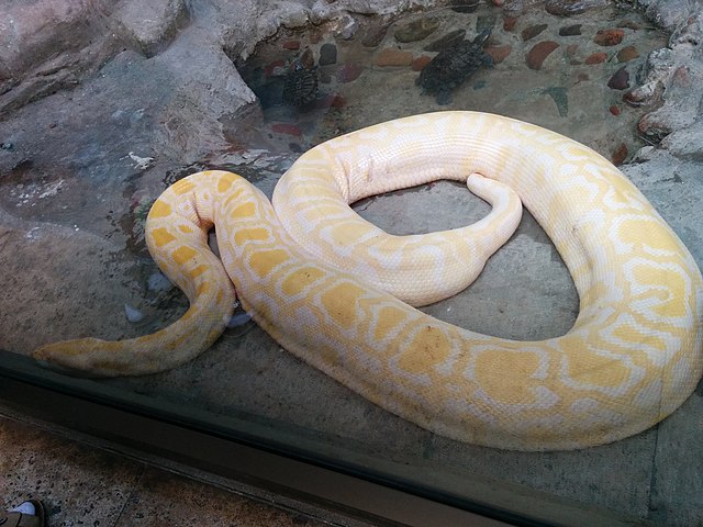 Existem pítons de vários tamanhos, várias tonalidades e tipos de desenho na pele. Daí a dificuldade para o leigo identificar essa espécie de serpente. 