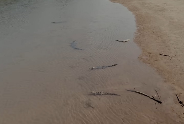 Se você for [nadar] no rio Adelaide próximo a Darwin, há 100% de chance de ser morto, salientou o professor especialista em crocodilos, Grahame Webb.