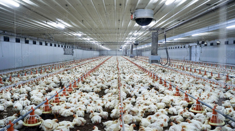 ￼EXPORTAÇÃO de carne de frango do Brasil
 está suspensa para diversos países