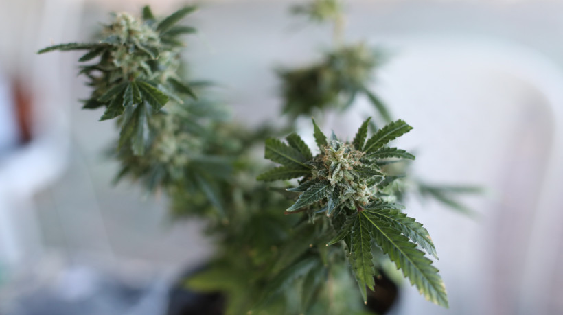 Embora o THC seja o fator de risco mais importante, outros canabinoides e o m&eacute;todo de consumo &ndash; baseados, vaporizadores ou comest&iacute;veis &ndash; alteram significativamente a dose e os efeitos