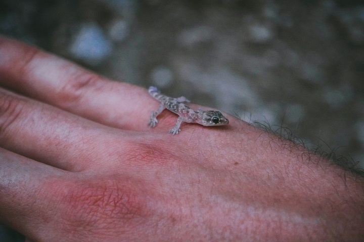 Diferentemente do que se pensa, as lagartixas não transmitem doenças e ainda ajudam no controle de pragas, protegendo plantas e reduzindo a presença de insetos indesejados.