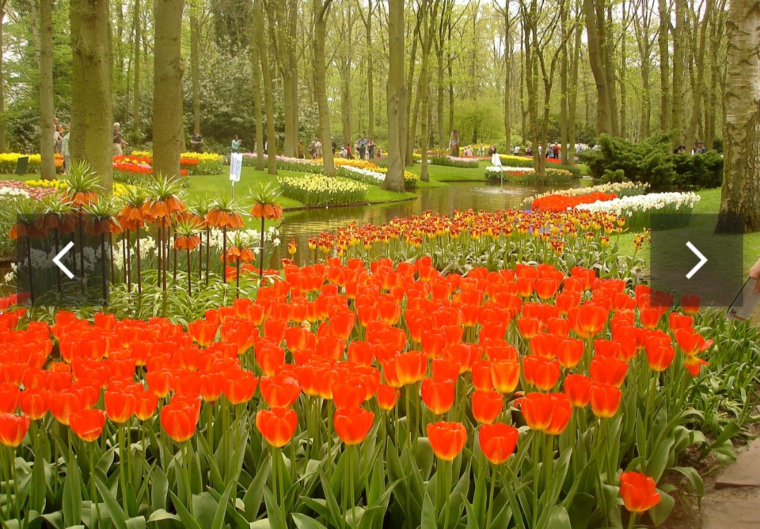 1. Keukenhof, Holanda - Um dos maiores jardins de flores do mundo, fica em Lisse. Ele é especialmente famoso por suas extensas exibições de tulipas, com milhões de flores durante a primavera.
