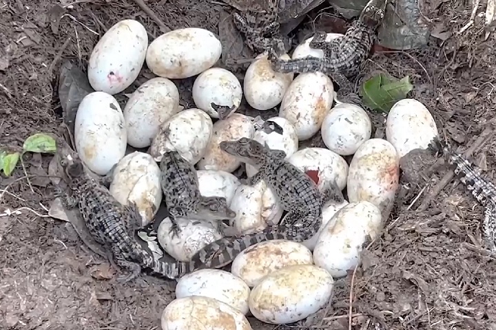 Estima-se que 150.000 crocodilos estejam em cativeiro no Território do Norte. Os ovos coletados em áreas remotas, como a Terra de Arnhem, são chocados em parceria com comunidades indígenas, como forma de apoiar a conservação e gerar benefícios financeiros para essas populações.