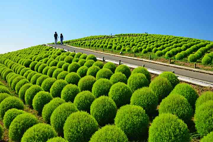 O parque fica na cidade de Hitachi, em Ibaraki, a 150 km ao nordeste de Tóquio. O Parque Hitachi Seaside ocupa cerca de 350 hectares