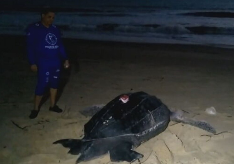  Desta vez, a tartaruga-de-couro recebeu até um chip para que estudos possam ser feitos sobre o seu percurso.