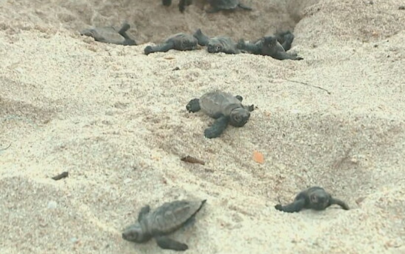 O acasalamento ocorre no mar e os machos nunca saem da água. As fêmeas é que vêm à areia da praia para colocar os ninhos. 