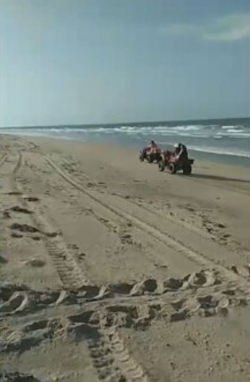  Mas há um problema. É que, além de caminhar e se banhar, turistas usam carros e motos para se divertir na faixa de areia das praias. E ocorrem casos de atropelamento das tartaruguinhas.