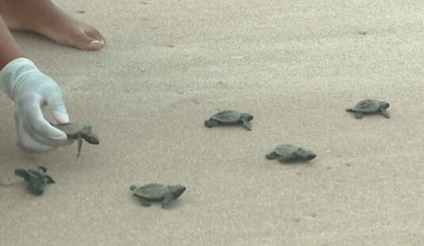  Pesquisadores costumam visitar o local para monitorar os ninhos,  acompanhar a eclosão dos ovos e tentar evitar acidentes na caminhada das tartarugas até a água. 