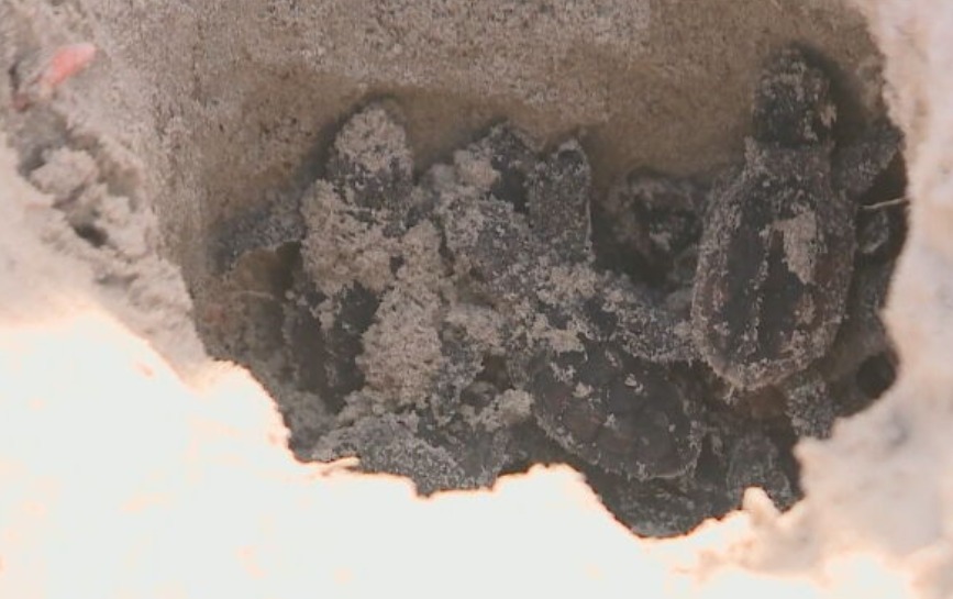 São espécies que migram de longe para desovar em municípios costeiros do Piauí. Elas chegam de locais frios e distantes em busca de praias tropicais.  E formam ninhos na areia. 