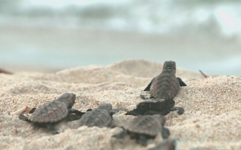 Quando as tartarugas nascem, elas vão percorrendo a areia em direção ao mar. Um movimento que atrai o olhar pela singeleza e que encanta os visitantes. 