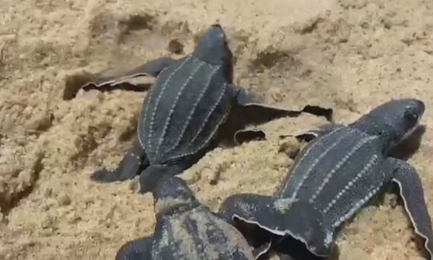 Seu nome se deve à sua aparência, que tem uma textura de couro. Essa tartaruga tem crânio forte, cabeça parcialmente retrátil e garras reduzidas.