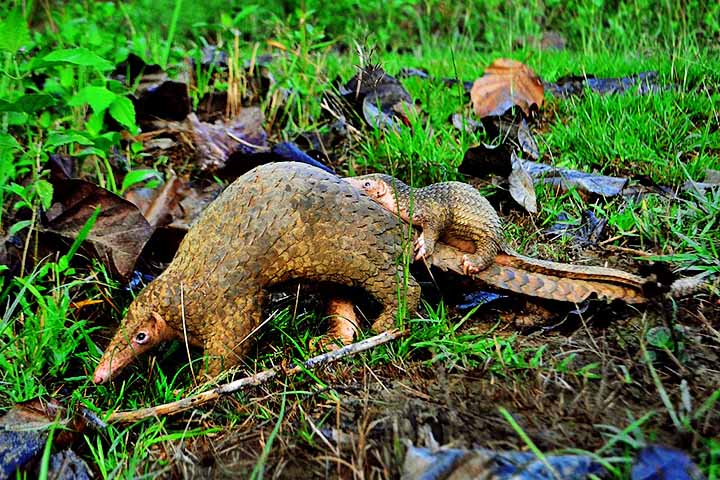 Mas diante de caçadores e traficantes, essa estratégia se revela ineficaz. Incapazes de correr ou atacar, esses animais são facilmente recolhidos e transportados ilegalmente.