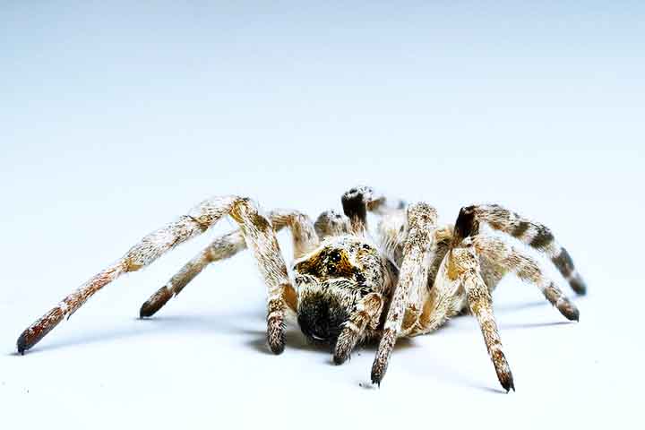 O estudo, publicado na revista Animal Behaviour, acompanhou 28 colônias por quatro meses (cerca de um terço da vida das aranhas) e analisou três comportamentos: reação a ameaças, fuga e caça coletiva. 