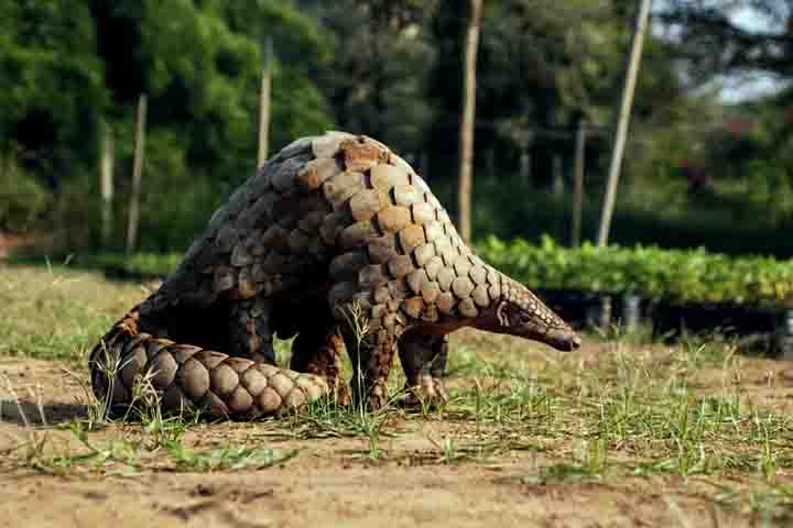 Existem oito espécies conhecidas de pangolins: quatro vivem na Ásia e quatro na África. Cada uma delas tem características e comportamentos distintos, mas todas compartilham o mesmo destino de risco.